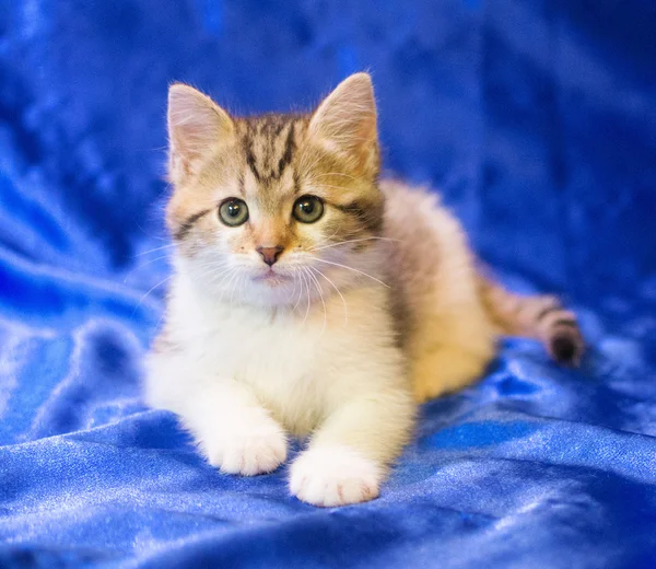 灰色の斑点や縞と白い子猫 — ストック写真