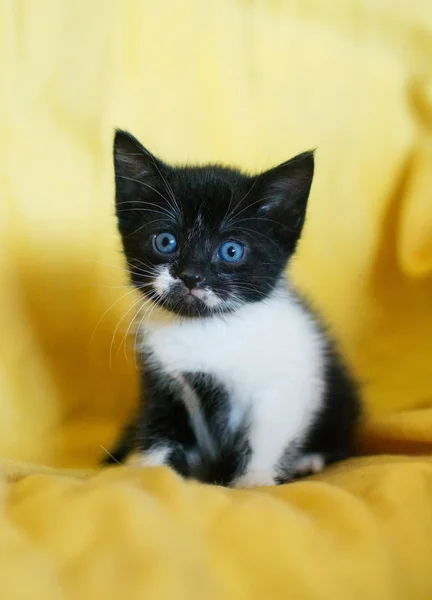 Chaton noir et blanc aux yeux bleus — Photo