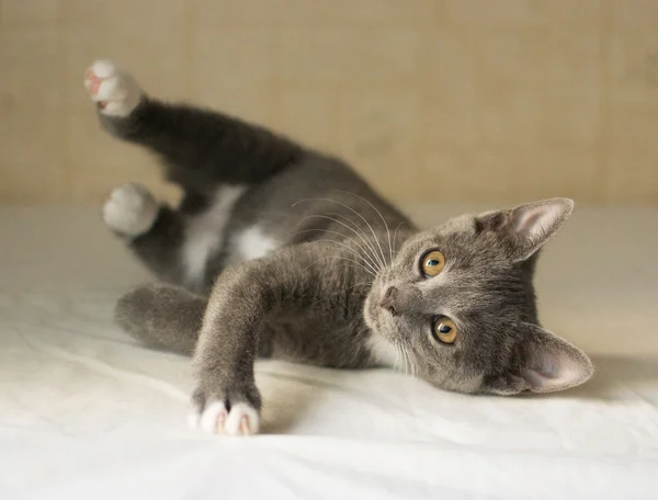 Gatinho cinzento com manchas brancas para baixo — Fotografia de Stock