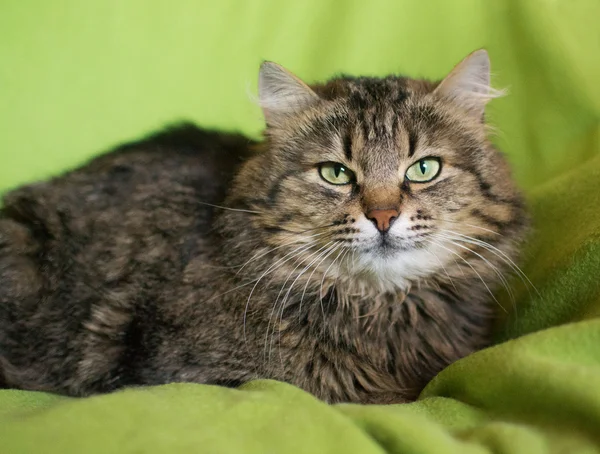 Striped siberian cat — Stock Photo, Image