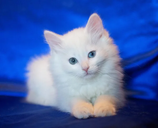 Gatito blanco con ojos de diferentes colores — Foto de Stock