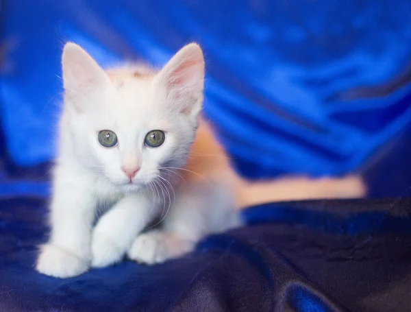 Weiße Katze mit grünen Augen — Stockfoto
