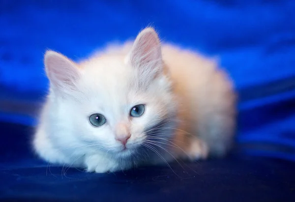 Bílé kotě s očima různých barev — Stock fotografie
