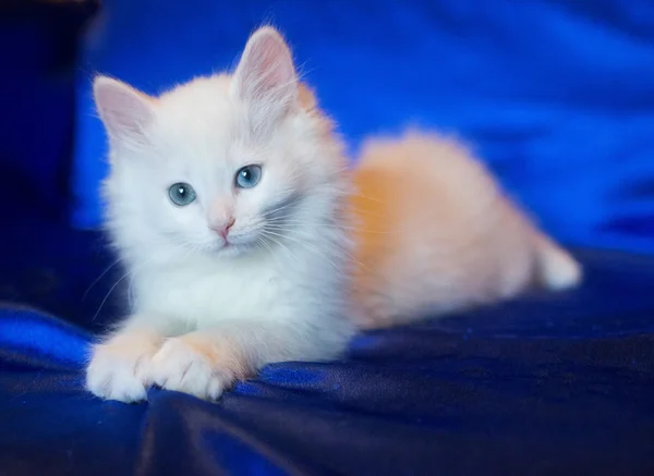 Biały kociak oczy w różnych kolorach — Zdjęcie stockowe