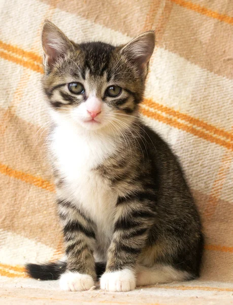 Striped kitten with sad eyes — Stock Photo, Image