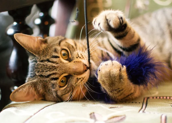 Pręgowany kot chews zabawkę Obrazy Stockowe bez tantiem