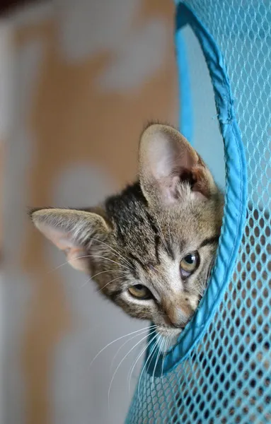 Prokládané kotě nakouknutí lišácky — Stock fotografie