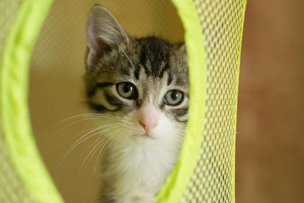 Striped kitten looking sadly — Stock Photo, Image