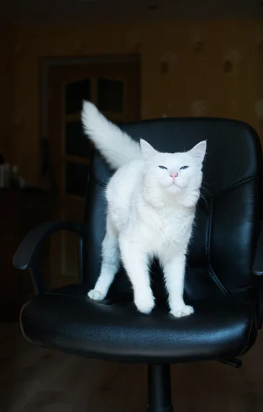 White cat with blue eyes and bushy tail — Stock Photo, Image