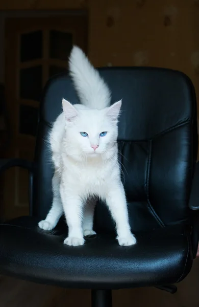 Witte kat met blauwe ogen en borstelige staart — Stockfoto