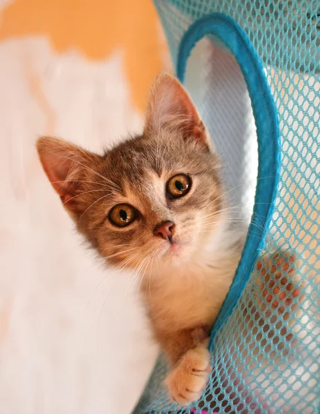 Striped kitten surprised looks — Stock Photo, Image