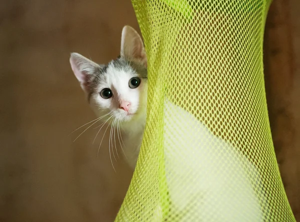 Gatinho branco com manchas cinzentas cuidando cautelosamente — Fotografia de Stock