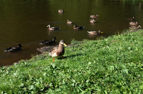 Canards sur un étang — Photo