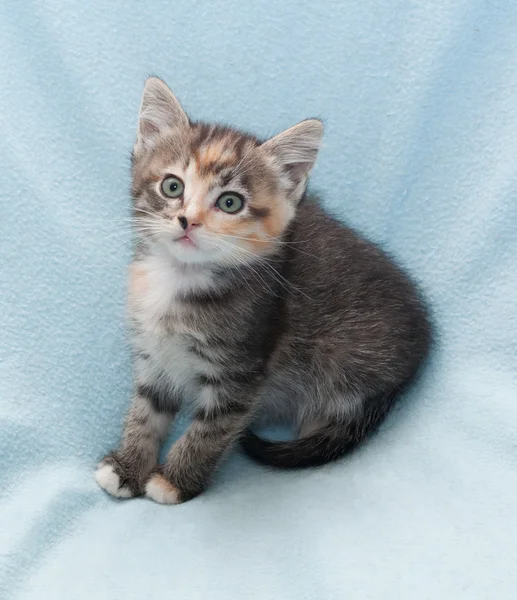 Gatinho tricolor assustado — Fotografia de Stock