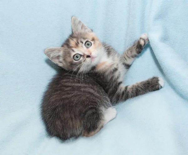 Tříbarevný kotě — Stock fotografie