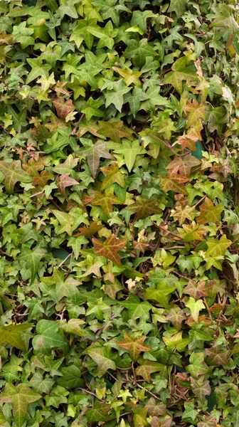 Textury fragment ivy plot — Stock fotografie