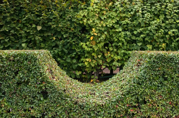 Bir hedge parçası — Stok fotoğraf