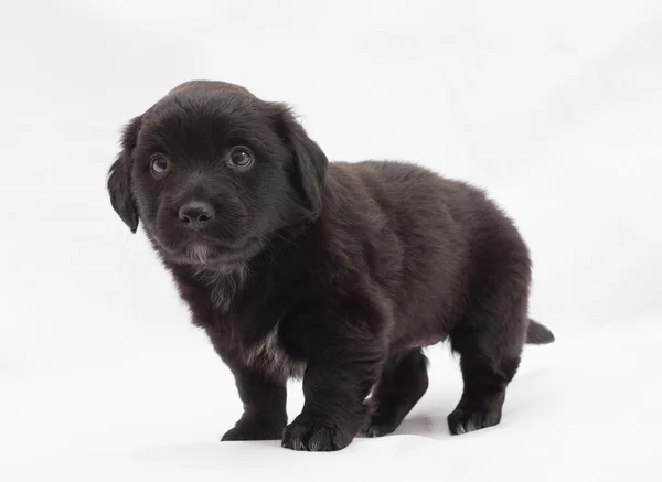 Cachorrinho preto com manchas brancas — Fotografia de Stock