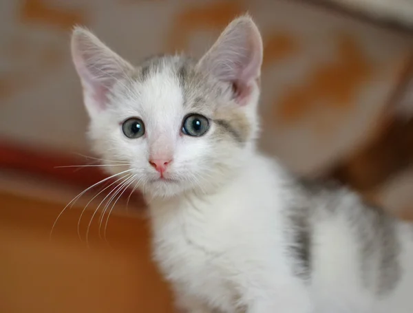 Un piccolo gattino bianco spaventato — Foto Stock