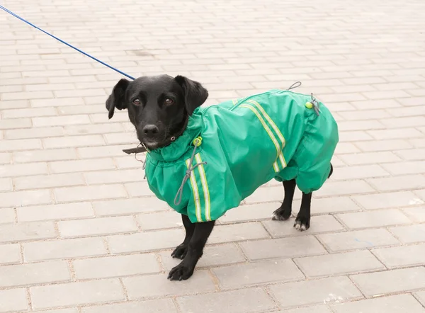 Small black dog on leash