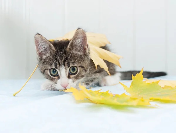 Scared striped kitten hiding in maple leaves — Stock Photo, Image