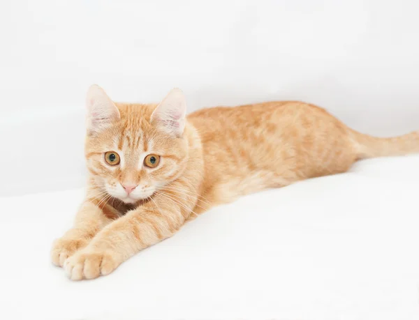 Ginger kitten, looking sadly into the distance — Stock Photo, Image