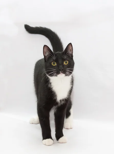 探してティーンエイ ジャーは黒と白の子猫 — ストック写真