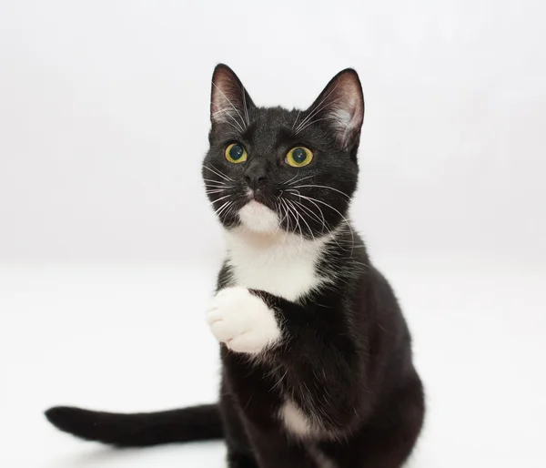 Black-and-white kitten teenage raises the presser foot — Stock Photo, Image