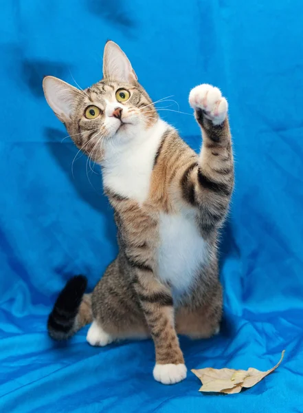 Tabby gato, sentado em suas patas traseiras — Fotografia de Stock