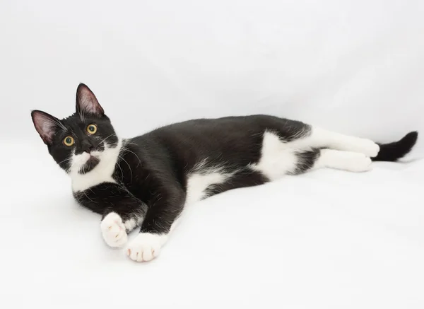 Gato blanco y negro acostado estirado piernas — Foto de Stock