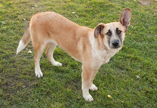 Roter Hund hört zu — Stockfoto