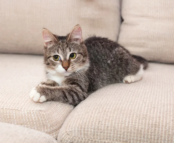 Striped kitten with green eyes — Stock Photo, Image