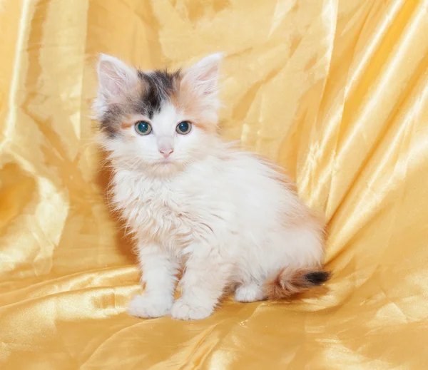 Kleine tricolor Katze sitzt — Stockfoto