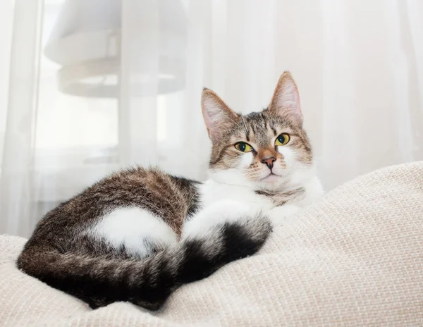 Verträumte Katze mit grünen Augen liegend — Stockfoto