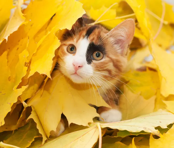 Трехцветная девочка-кошка Стоковая Картинка