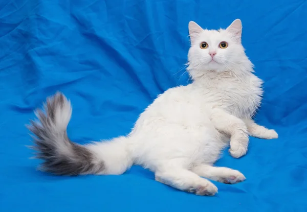Weiße Katze mit grauem Schwanz und gelben Augen — Stockfoto