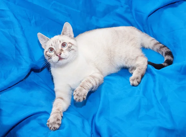 White cat with gray spots in game with raised paw — Stock Photo, Image