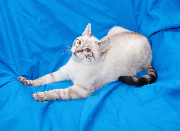 Weiße Katze mit grauen Flecken — Stockfoto