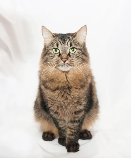 Striped green-eyed Siberian cat sits — Stock Photo, Image