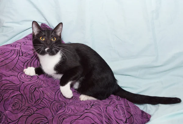 Black and white cat with yellow eyes — Stock Photo, Image