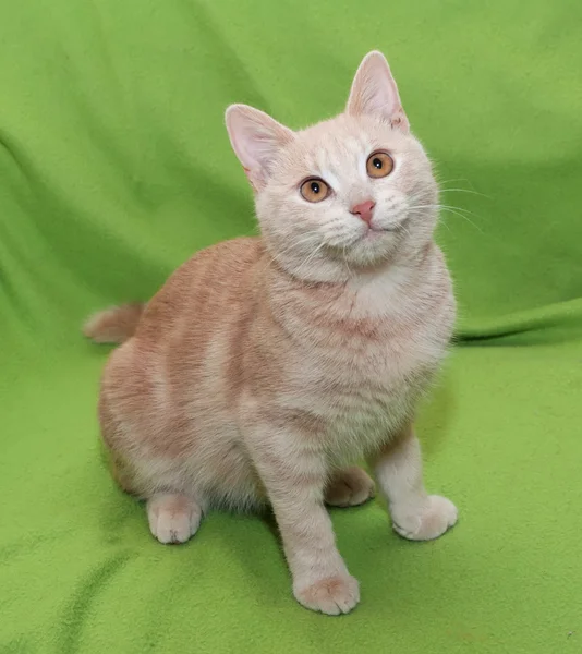 Dunkelrot gestreiftes Kätzchen mit orangen Augen sitzend — Stockfoto