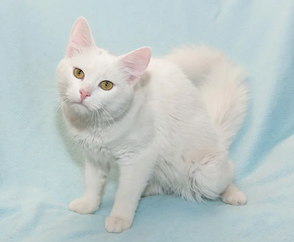 Gato blanco peludo con ojos amarillos sentado —  Fotos de Stock