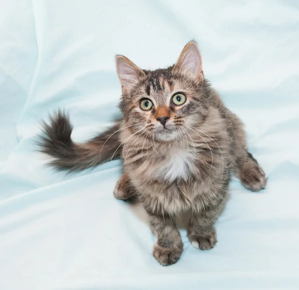 Tri-color green-eyed kitten, preparing to pounce — Stock Photo, Image