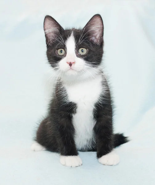 Černé a bílé chlupaté kotě sedící — Stock fotografie