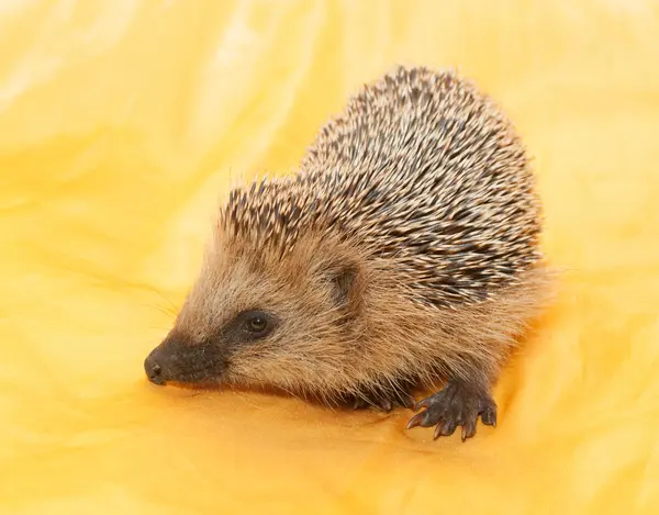 Sniffs hedgehog — Stock Photo, Image