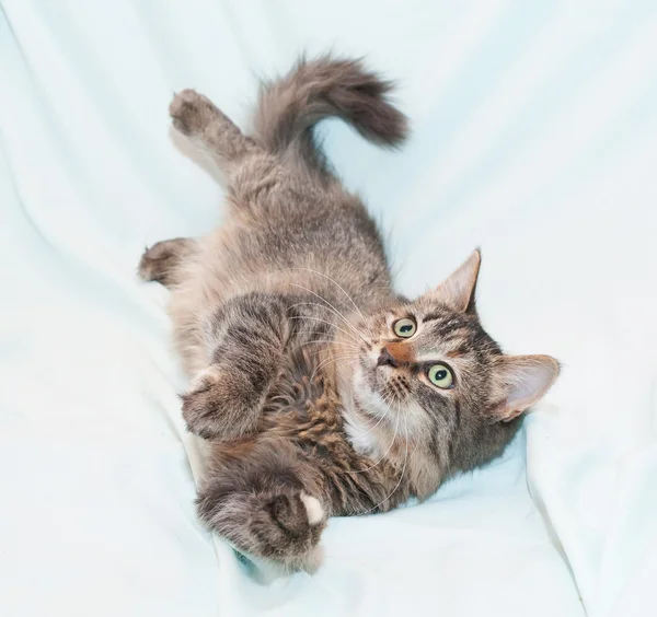 Playing tri-color green-eyed kitten — Stock Photo, Image