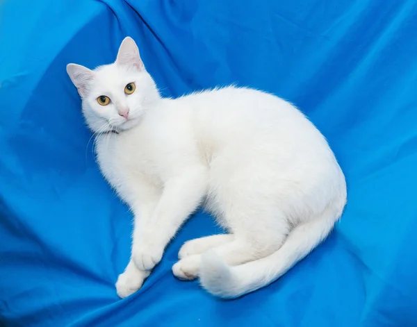 White cat with yellow eyes lying on chair — Stock Photo, Image