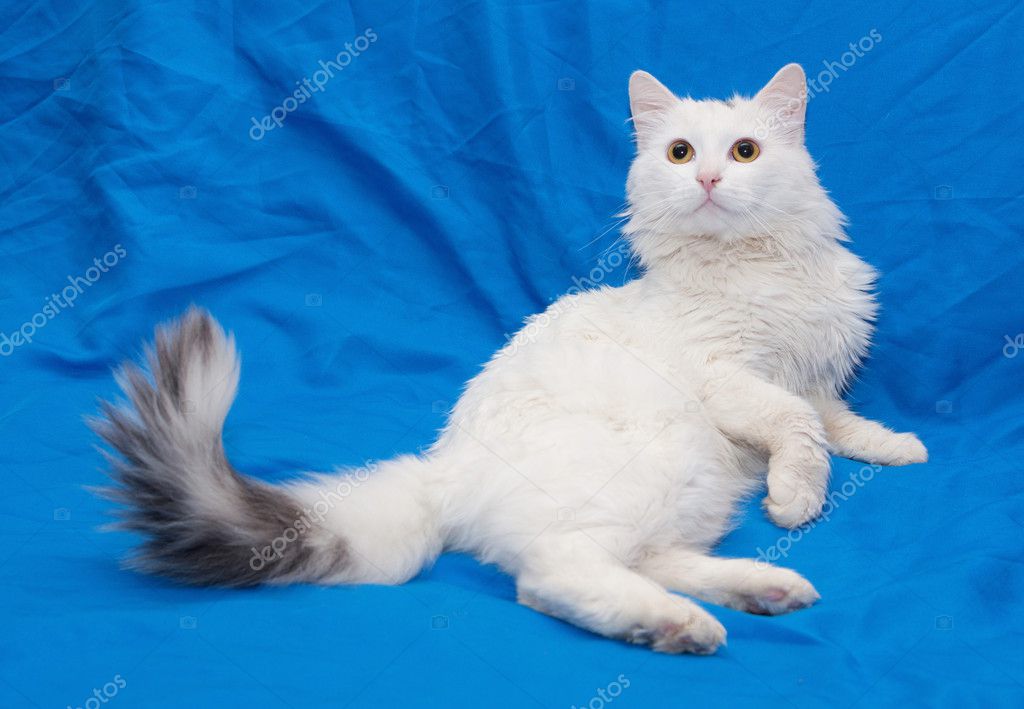 Chat Blanc Avec La Queue Grise Et Yeux Jaunes Photographie