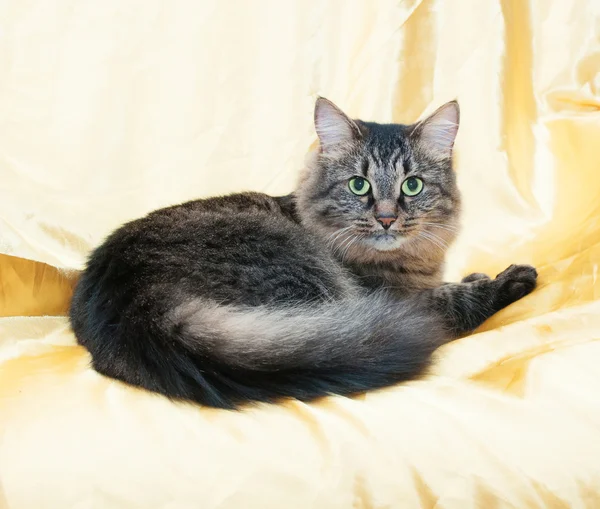 Striped siberian cat looks frightened — Stock Photo, Image