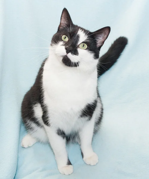 Black and white cat with green eyes sitting — Stock Photo, Image